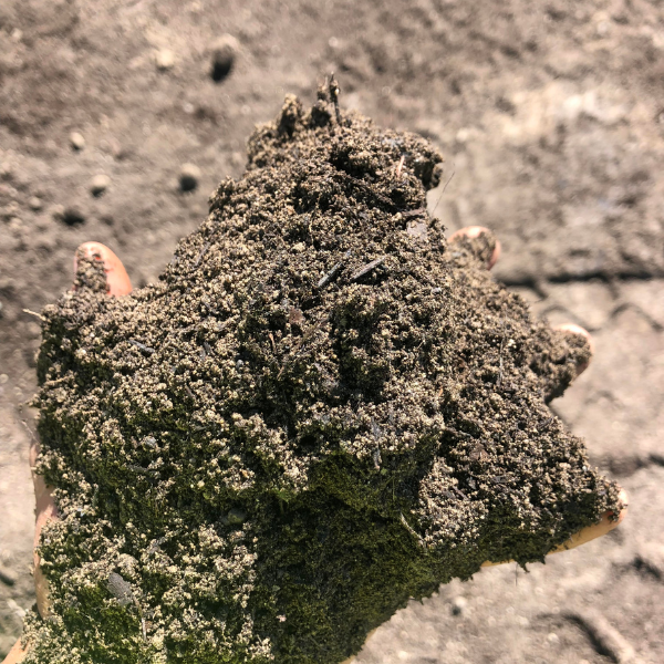 50/50 Mix Garden Gro Compost/Screened Topsoil 50/50 Mix Garden Gro Compost/Screened Topsoil